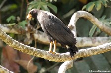 Krabbenbussard (Buteogallus anthracinus anthracinus) im Nationalpark Corcovado, Costa Rica