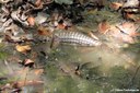 Caiman crocodilus fuscus