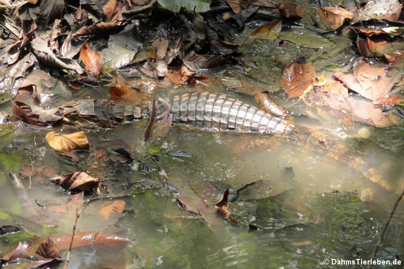 Krokodilkaiman oder Nördlicher Brillenkaiman (Caiman crocodilus fuscus)