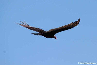 Truthahngeier (Cathartes aura aura)