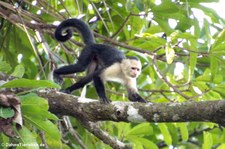 Panama-Kapuzineraffe (Cebus imitator) im Nationalpark Corcovado, Costa Rica