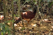 Weiblicher Tuberkelhokko (Crax rubra rubra) im Nationalpark Corcovado, Costa Rica