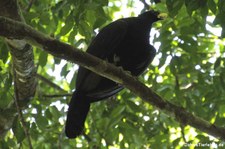 Männlicher Tuberkelhokko (Crax rubra rubra) im Nationalpark Corcovado, Costa Rica