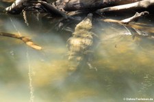 Spitzkrokodil (Crocodylus acutus) im Nationalpark Corcovado, Costa Rica