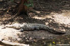 Spitzkrokodil (Crocodylus acutus) im Nationalpark Corcovado, Costa Rica