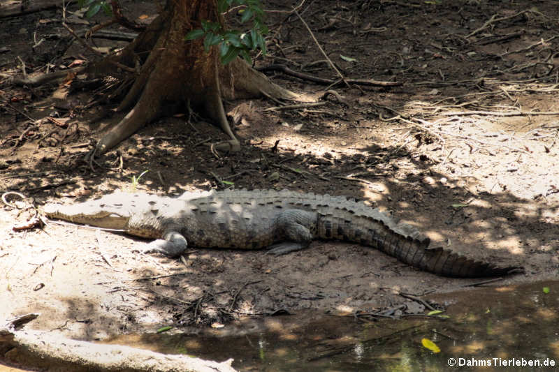 Crocodylus acutus