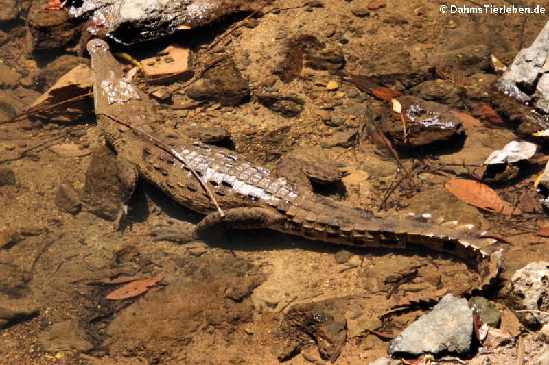 Spitzkrokodil (Crocodylus acutus)