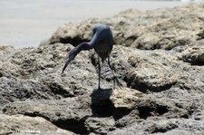 Blaureiher (Egretta caerulea) im Nationalpark Corcovado, Costa Rica