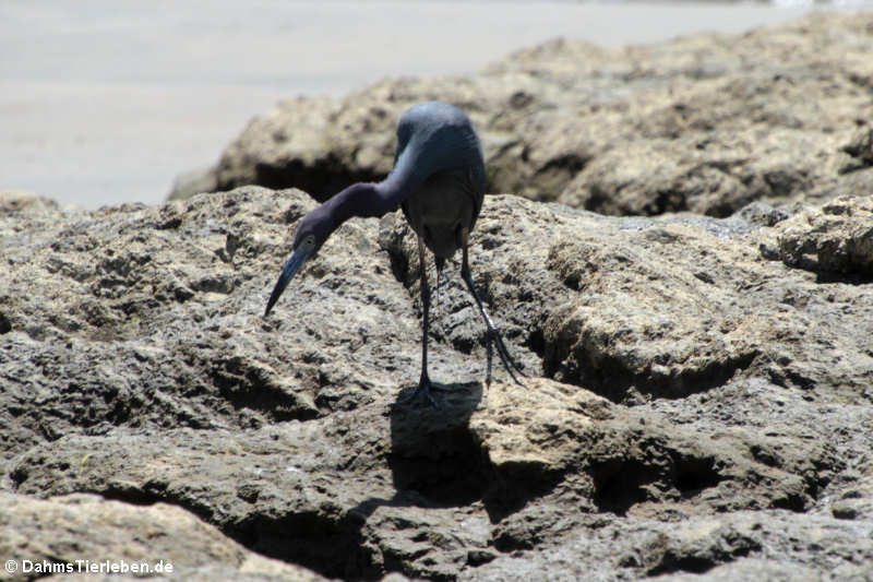 Egretta caerulea