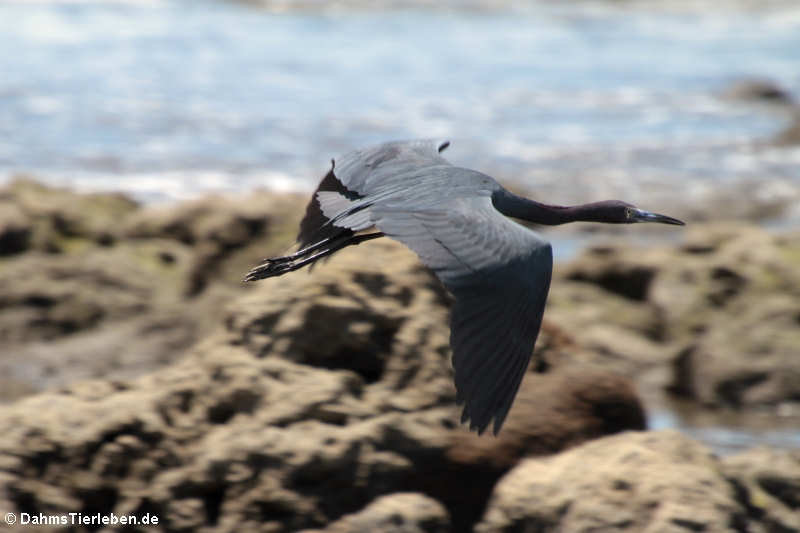 Blaureiher (Egretta caerulea)