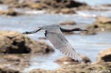 Blaureiher (Egretta caerulea) im Nationalpark Corcovado, Costa Rica