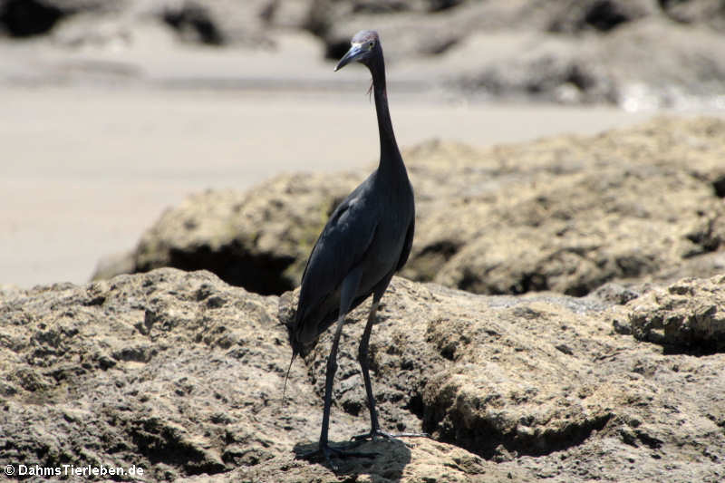 Egretta caerulea