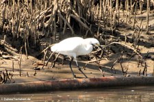 Schmuckreiher (Egretta thula thula) im Nationalpark Corcovado, Costa Rica