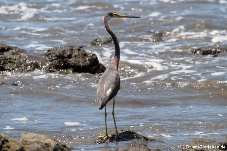 Egretta tricolor ruficollis