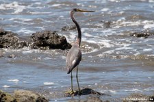 Dreifarbenreiher (Egretta tricolor ruficollis) im Nationalpark Corcovado, Costa Rica