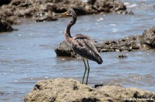 Dreifarbenreiher (Egretta tricolor ruficollis) im Nationalpark Corcovado, Costa Rica