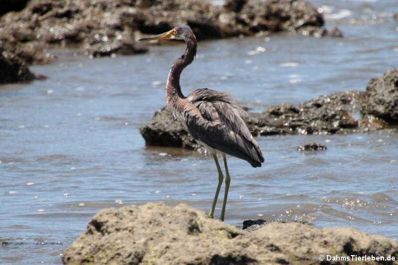 Dreifarbenreiher (Egretta tricolor)