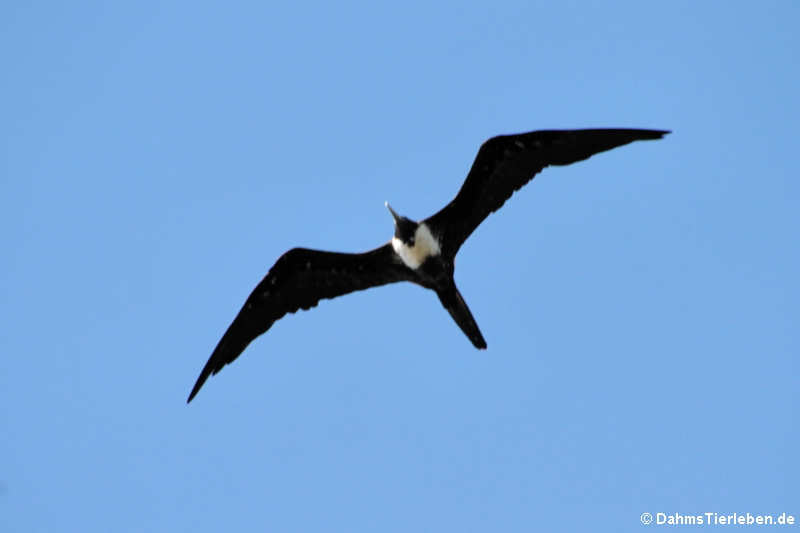 Prachtfregattvogel (Fregata magnificens)