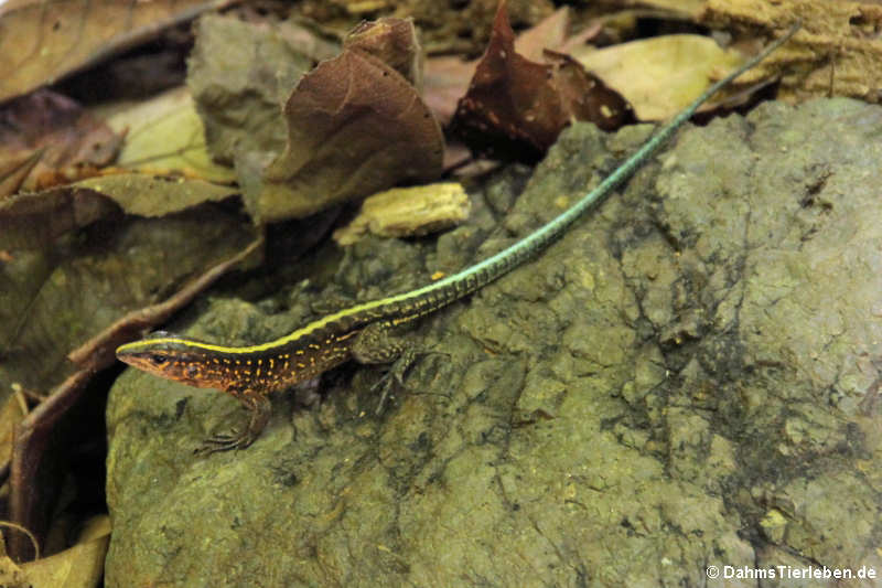 Zentralamerikanische Ameive (Holcosus festivus)