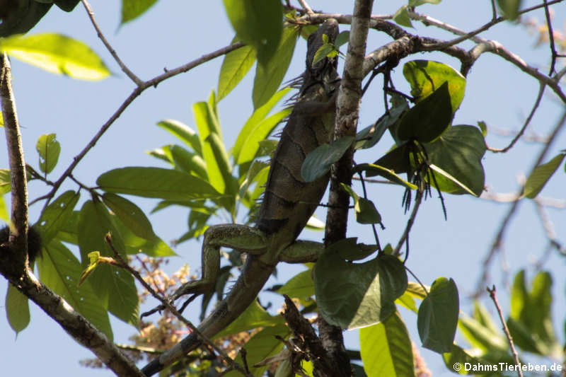 Grüner Leguan (Iguana iguana)