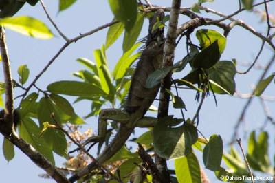 Grüner Leguan (Iguana iguana)