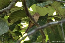 Zimtrote Piha (Lipaugus unirufus unirufus) im Nationalpark Corcovado, Costa Rica