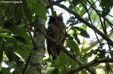 Haubenkauz (Lophostrix cristata) im Nationalpark Corcovado, Costa Rica