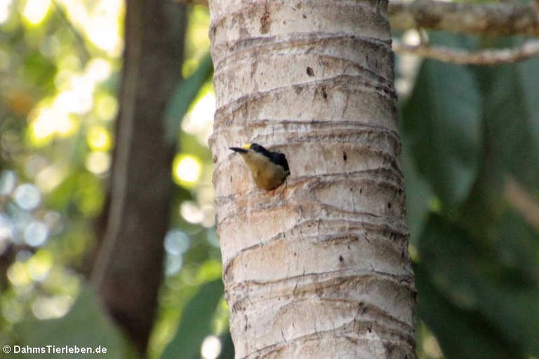 Melanerpes chrysauchen