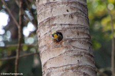 Buntkopfspecht (Melanerpes chrysauchen) im Nationalpark Corcovado, Costa Rica