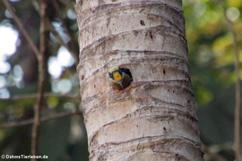 Buntkopfspecht (Melanerpes chrysauchen)