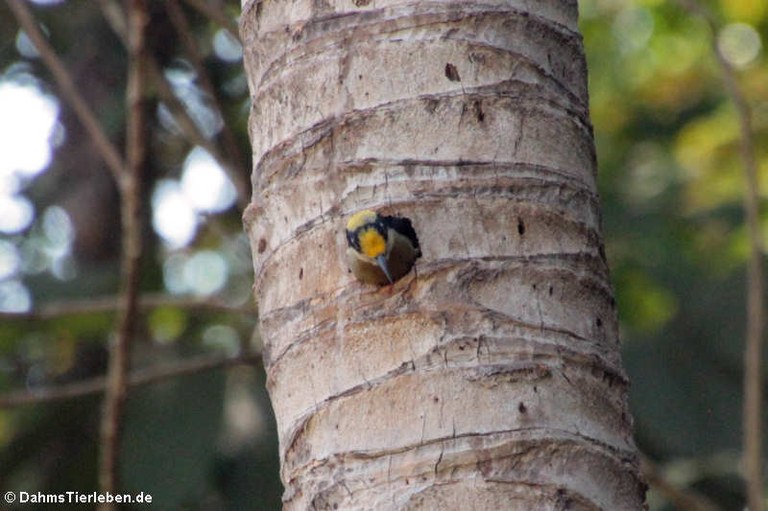 Melanerpes chrysauchen