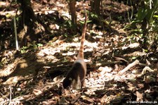 Weißrüssel-Nasenbär (Nasua narica) im Nationalpark Corcovado, Costa Rica
