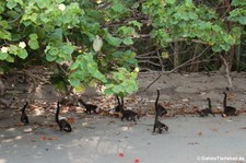 Eine Gruppe Weißrüssel-Nasenbären (Nasua narica) im Nationalpark Corcovado, Costa Rica