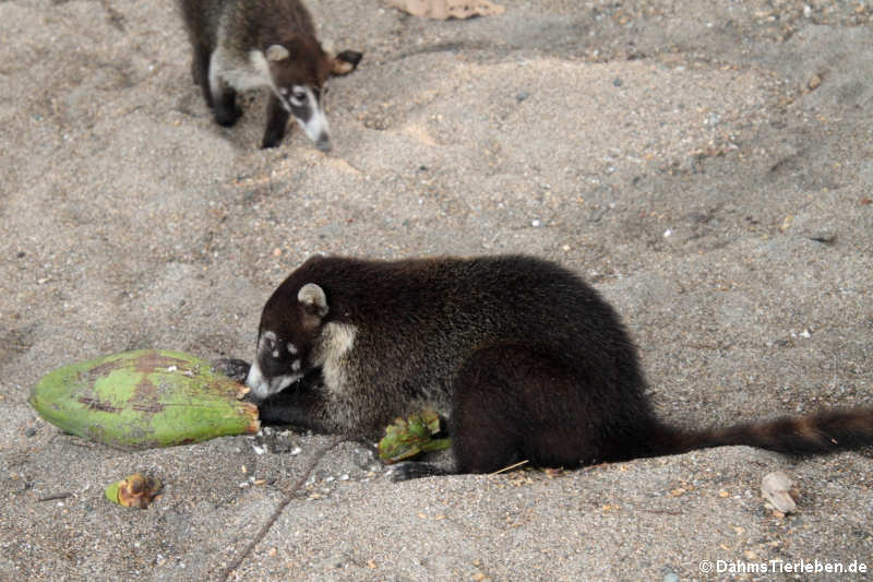 Weißrüssel-Nasenbären Nasua narica-6