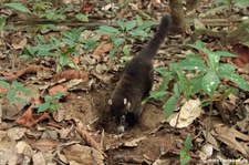 Weißrüssel-Nasenbär (Nasua narica) im Nationalpark Corcovado, Costa Rica