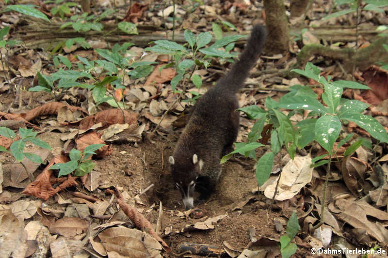 Weißrüssel-Nasenbär (Nasua narica)