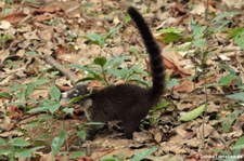 Weißrüssel-Nasenbär (Nasua narica) im Nationalpark Corcovado, Costa Rica