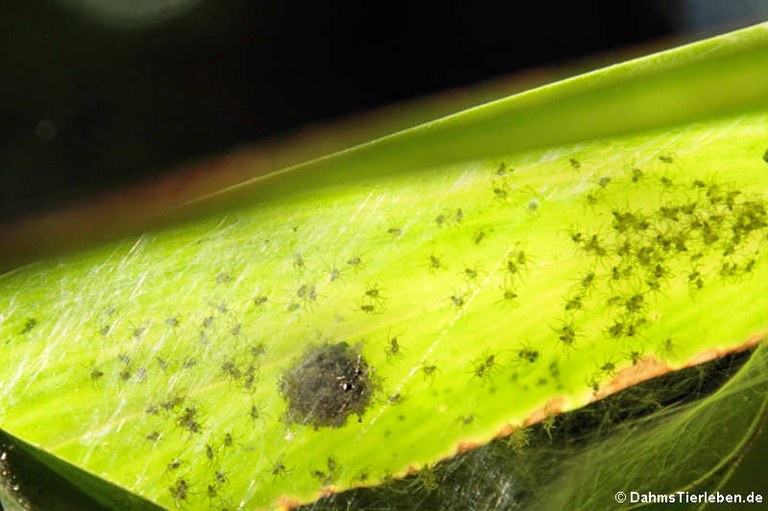 Trichonephila clavipes