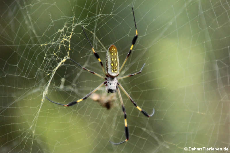 Goldene Seidenspinne (Nephila clavipes)