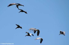 Braune Pelikane (Pelecanus occidentalis carolinensis) im Nationalpark Corcovado, Costa Rica