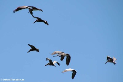 Braune Pelikane (Pelecanus occidentalis carolinensis)
