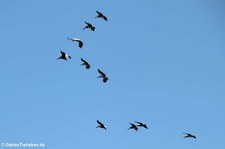 Braune Pelikane (Pelecanus occidentalis carolinensis) im Nationalpark Corcovado, Costa Rica