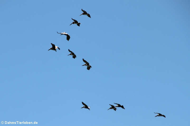 Pelecanus occidentalis carolinensis