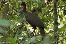 Rostbauchguan (Penelope purpurascens aequatorialis) im Nationalpark Corcovado, Costa Rica