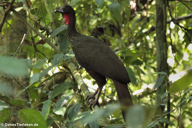 Rostbauchguan (Penelope purpurascens aequatorialis)