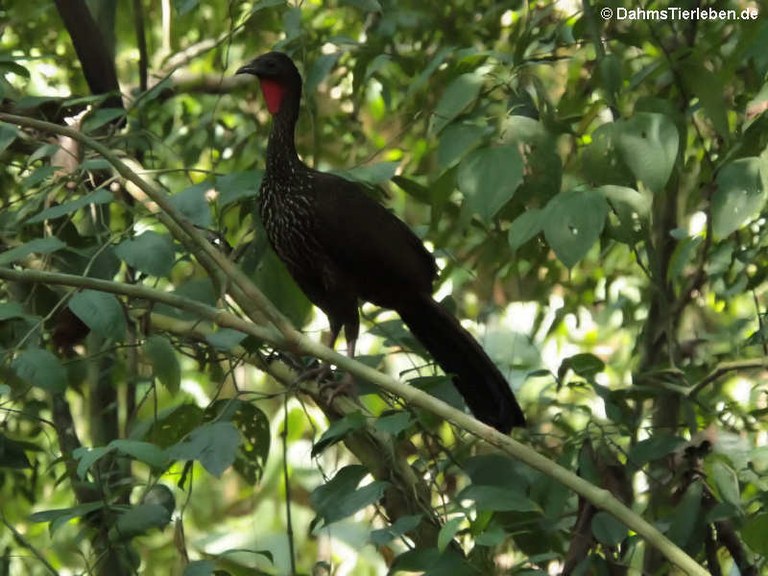 Penelope purpurascens aequatorialis