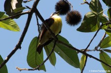 Schwefelmaskentyrann (Pitangus sulphuratus guatimalensis) im Nationalpark Corcovado, Costa Rica
