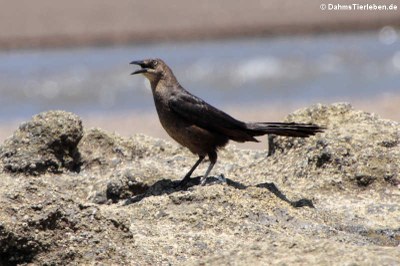 weibl. Dohlengrackel (Quiscalus mexicanus peruvianus)