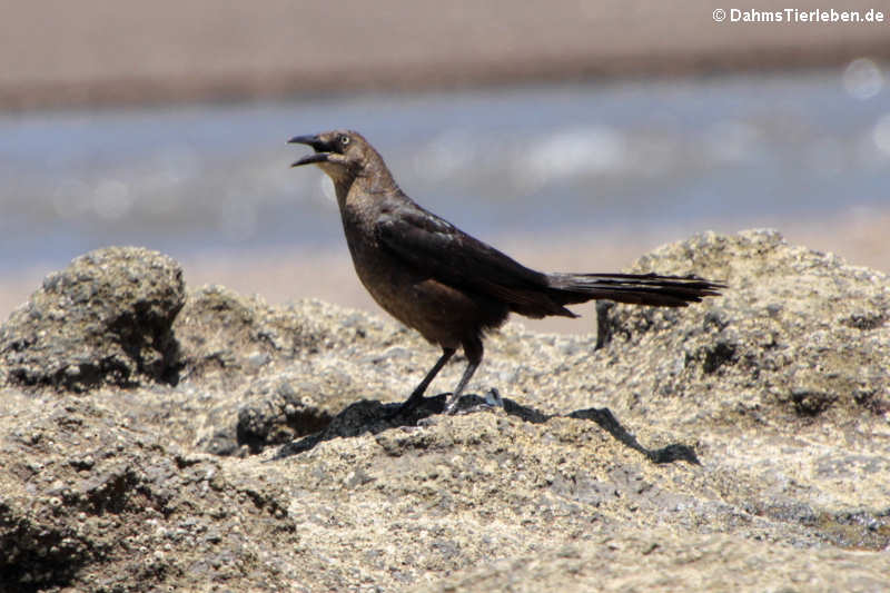 weibl. Dohlengrackel (Quiscalus mexicanus peruvianus)