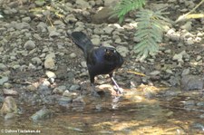 männl. Dohlengrackel (Quiscalus mexicanus peruvianus) im Nationalpark Corcovado, Costa Rica